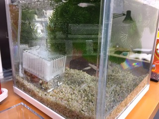 IMG_7084.JPG