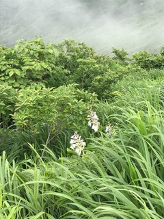 IMG_9401.JPG