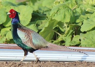 Phasianus_versicolor_in_field.JPG